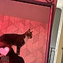 Snowy is registered to the contest to win money with this photo: cat, person, mirror, phone, selfie, heart_emoji, shoulder, reflection, geometric_wall, pink_light, indoor, furniture, decor, hand, black_clothing, curious_cat, standing, room, modern, wall_pattern