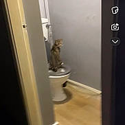 Snowy is registered to the contest to win money with this photo: cat, toilet, bathroom, floor, doorframe, wall, plumbing, pet, animal, indoor, curious, feline, home, toilet_seat, grey_wall, wooden_floor, small_room, looking_back, blurry, door