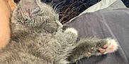 Blue joined the competition — help win amazing prizes! kitten, gray_cat, sleeping, pet, fur, paws, cozy, close_up, indoor, resting, animal, cute, person, ear, shoulder, tufted_fabric, soft, feline, companion, relaxation