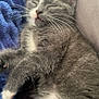 Blue joined the competition — help win amazing prizes! cat, kitten, sleeping, gray_fur, white_fur, whiskers, cozy, blanket, cushion, pet, animal, relaxed, indoors, closeup, feline, cute, nap, fur, paw, resting