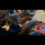 Blue joined the competition — help win amazing prizes! kitten, cat, sleeping, hand, person, clothing, lap, indoor, cozy, gray_cat, white_paws, furry, pet, resting, casual, warm_lighting, cute, domestic_animal, relaxing, soft