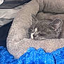 Blue joined the competition — help win amazing prizes! cat, sleeping, pet_bed, gray_cat, blanket, blue_blanket, cozy, indoor, fur, whiskers, resting, cute, domestic_cat, feline, soft, relaxed, closeup, bedroom, comfort, nap