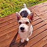 Vico a rejoint le concours — aidez-le/la à gagner de superbes lots ! dog, pet, outdoor, wooden_deck, grass, sunlight, ears, fur, animal, canine, looking_up, daylight, brown, white, cute, small_dog, shadow, nature, garden, summer