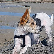 Vico a rejoint le concours — aidez-le/la à gagner de superbes lots ! dog, beach, sand, water, harness, animal, outdoor, pet, digging, playful, canine, ears, fur, nature, shallow_water, daylight, looking_away, snout, tail, ground
