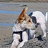 dog, beach, sand, water, harness, animal, outdoor, pet, digging, playful, canine, ears, fur, nature, shallow_water, daylight, looking_away, snout, tail, ground
