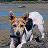 dog, beach, sand, water, outdoor, animal, pet, ears, scruffy, curious, playful, black_and_white, brown, fur, canine, nature, daytime, shallow_water, wet_sand, landscape