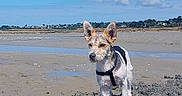 Vico a rejoint le concours — aidez-le/la à gagner de superbes lots ! animal, beach, blue_sky, canine, clouds, coast, daytime, dog, harness, nature, outdoor, pet, puddle, sand, scruffy, shoreline, sky, small_dog, walking, water