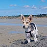 Vico a rejoint le concours — aidez-le/la à gagner de superbes lots ! dog, beach, sand, water, sky, clouds, harness, outdoor, animal, small_dog, scruffy, shoreline, nature, daytime, canine, blue_sky, puddle, coast, walking, pet