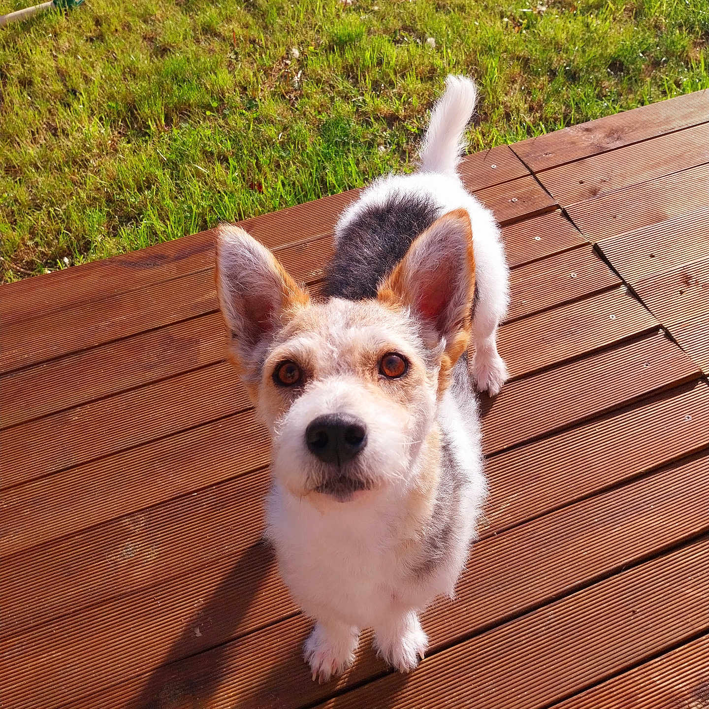 Vico participe au concours pour gagner de l'argent avec cette photo : dog, pet, animal, outdoor, grass, wooden_deck, sunlight, ears, eyes, shadow, nature, cute, looking_up, fur, daylight, canine, small_dog, playful, adorable, front_view