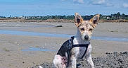 Vico participe au concours pour gagner de l'argent avec cette photo : dog, beach, sand, sky, outdoor, animal, pet, canine, mound, nature, water, clouds, harness, ears, sea, coast, sunny, daytime, quiet, landscape