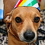 dog, brown_dog, party_hat, close_up, pet, animal, cute, indoor, collar, leash, face, ears, eyes, snout, fur, patterned_blanket, colorful, celebration, portrait, domestic_animal