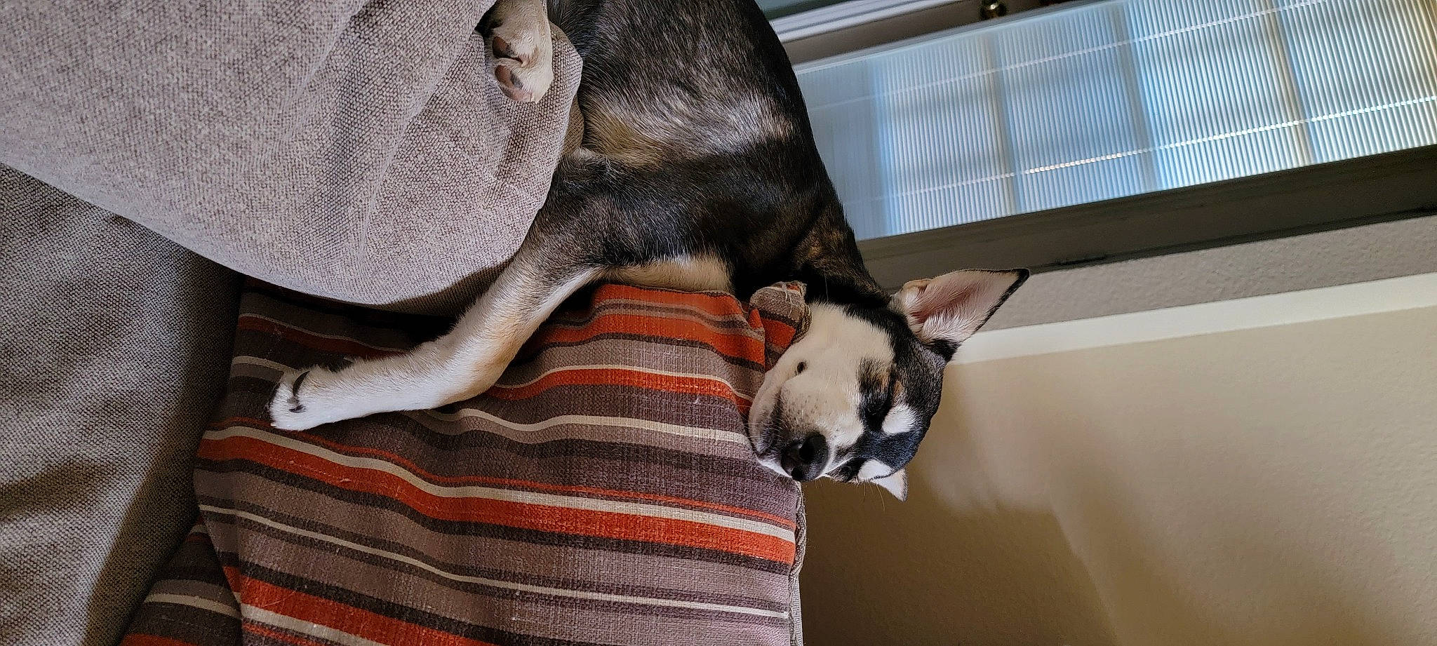 Fang is registered to the contest to win money with this photo: canidae, carnivore, collar, comfort, companion_dog, dog, dog_breed, dog_supply, ear, fawn, fur, nap, pet_supply, snout, sporting_group, tail, terrestrial_animal, vertebrate, whiskers, working_animal