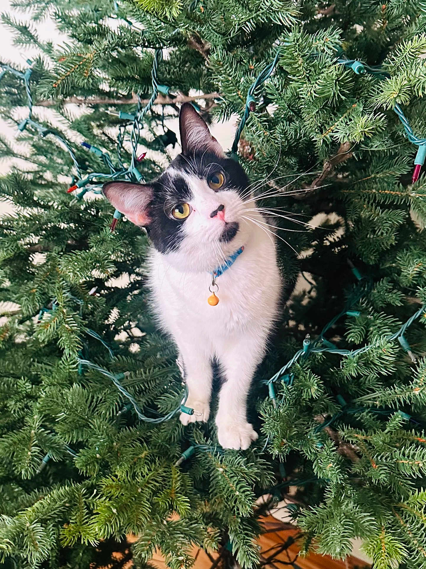 Moe is registered to the contest to win money with this photo: cat, christmas_tree, pine_needles, string_lights, black_and_white, pet, curious, playful, indoor, holiday, animal, feline, whiskers, collar, green, nature, cute, tree_branches, decorations, festive