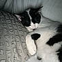 Moe joined the competition — help win amazing prizes! cat, sleeping, black_and_white, pet, indoor, cozy, pillow, bed, resting, fur, whiskers, paw, cute, animal, relaxed, domestic_cat, feline, soft, closeup, quiet
