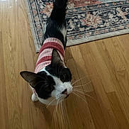Moe is registered to the contest to win money with this photo: cat, black_and_white, striped_sweater, pet, indoor, wooden_floor, rug, curious, fluffy_tail, whiskers, looking_up, cozy, animal, feline, domestic_cat, striped_clothing, flooring, home, cute, mammal