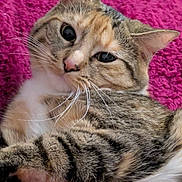 Tabby Baby Kitty joined the competition — help win amazing prizes! cat, tabby, pet, animal, feline, whiskers, ears, fur, closeup, relaxed, indoors, blanket, pink, cute, domestic, mammal, laying, resting, portrait, soft