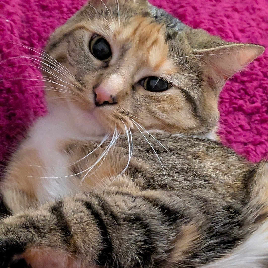 Tabby Baby Kitty joined the competition — help win amazing prizes! animal, blanket, cat, closeup, cute, domestic, ears, feline, fur, indoors, laying, mammal, pet, pink, portrait, relaxed, resting, soft, tabby, whiskers