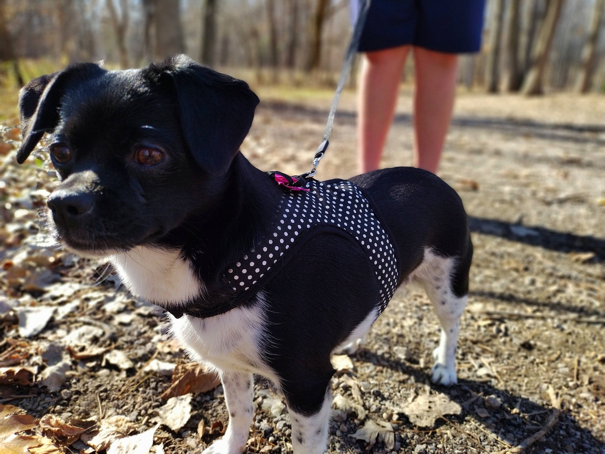 Ripley is registered to the contest to win money with this photo: canidae, carnivore, collar, companion_dog, dog, dog_breed, dog_clothes, dog_collar, dog_supply, fashion_accessory, fawn, grass, leash, pet_supply, plant, shorts, snout, sporting_group, tail, working_animal