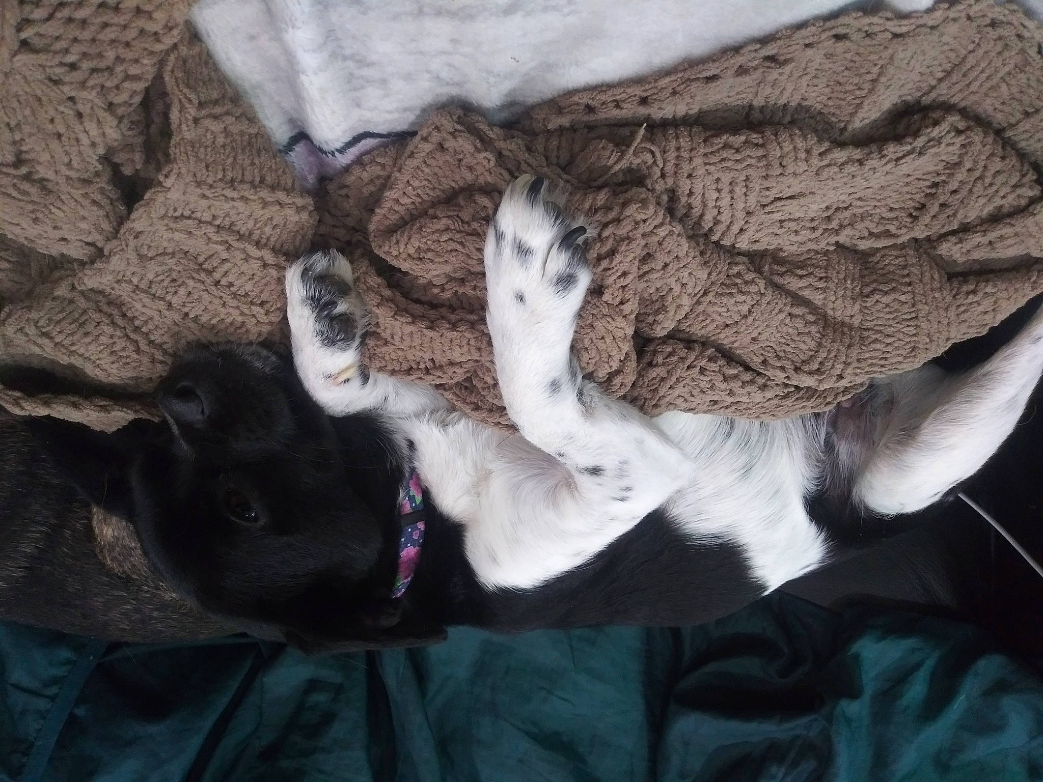 Ripley joined the competition — help win amazing prizes! carnivore, cat, claw, comfort, companion_dog, dog_breed, domestic_short_haired_cat, fawn, felidae, fur, grey, linens, mammal, nap, paw, small_to_medium_sized_cats, tail, vertebrate, whiskers, wing