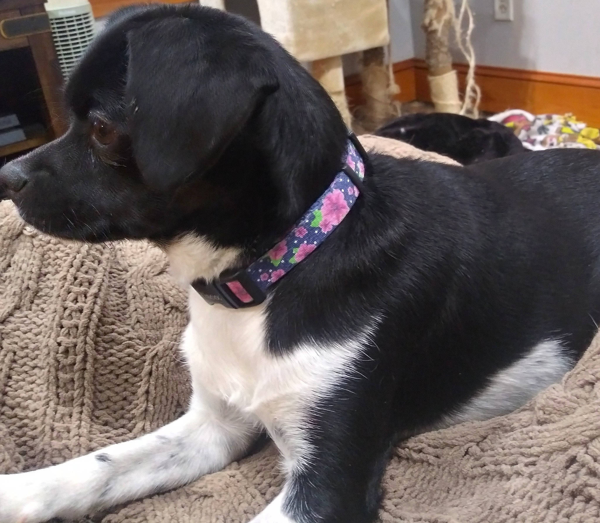 Ripley joined the competition — help win amazing prizes! canidae, carnivore, collar, companion_dog, dog, dog_breed, dog_collar, dog_supply, fashion_accessory, fawn, fur, hunting_dog, leash, liver, pet_supply, sporting_group, tail, whiskers, working_animal, working_dog