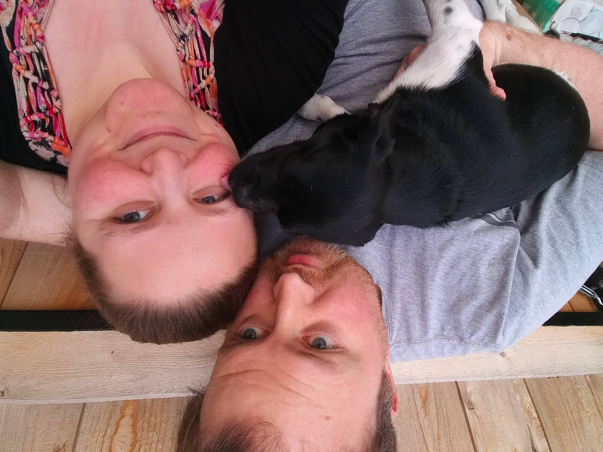 Ripley joined the competition — help win amazing prizes! beard, carnivore, comfort, companion_dog, dog, dog_breed, ear, eyelash, eyewear, fawn, gesture, mammal, mouth, muscle, neck, nose, organ, skin, vertebrate, wood