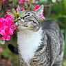 Spunky joined the competition — help win amazing prizes! cat, tabby, flower, pink_flower, leaf, garden, outdoor, nature, plant, whiskers, fur, pet, animal, closeup, greenery, curious, sniffing, bokeh, soft_focus, daylight