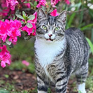 Spunky is registered to the contest to win money with this photo: cat, tabby, green_eyes, pink_flowers, garden, outdoor, nature, plant, foliage, grass, curious, alert, animal, pet, mammal, whiskers, fur, closeup, portrait, spring