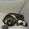 Spunky is registered to the contest to win money with this photo: cat, tabby_cat, sleeping, curled_up, couch, sofa, plush_toy, mouse_toy, indoor, home, window, relaxing, pet, feline, cozy, white_paws, striped_fur, resting, quiet, comfortable