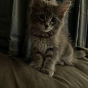 Bambi is registered to the contest to win money with this photo: animal, cat, couch, cozy, curious, cute, domestic_cat, ears, feline, fluffy, fur, gray_cat, indoor, kitten, pet, portrait, sitting, soft, whiskers, young