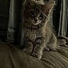 animal, cat, couch, cozy, curious, cute, domestic_cat, ears, feline, fluffy, fur, gray_cat, indoor, kitten, pet, portrait, sitting, soft, whiskers, young