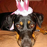 Reesie is registered to the contest to win money with this photo: adorable, animal, black_dog, brown_couch, close_up, collar, couch, crown, cute, dog, ears, face, head, indoors, looking, lying_down, pet, pink_crown, resting, tan_markings