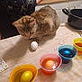 cat, tabby_cat, egg, dyed_eggs, cups, table, towel, kitchen, sink, countertop, person, shirt, skeleton_design, colorful, yellow, blue, orange, pink, curious, indoors