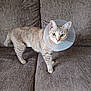 cat, tabby_cat, cone_collar, pet, feline, animal, indoor, couch, brown_couch, looking, alert, green_eyes, whiskers, ears, fur, standing, domestic_animal, house_pet, close_up, portrait