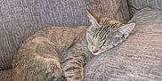 Mazy is registered to the contest to win money with this photo: cat, tabby, sleeping, couch, pillow, cozy, feline, pet, indoor, resting, fur, whiskers, relaxed, domestic_animal, animal, cute, home, comfort, nap, gray