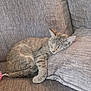 cat, tabby, sleeping, couch, pillow, cozy, feline, pet, indoor, resting, fur, whiskers, relaxed, domestic_animal, animal, cute, home, comfort, nap, gray