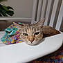 cat, green_eyes, resting, chair, white_furniture, crocheted_blanket, colorful_blanket, indoor, houseplant, leaf, close_up, pet, feline, relaxed, face, whiskers, fur, cozy, home, animal