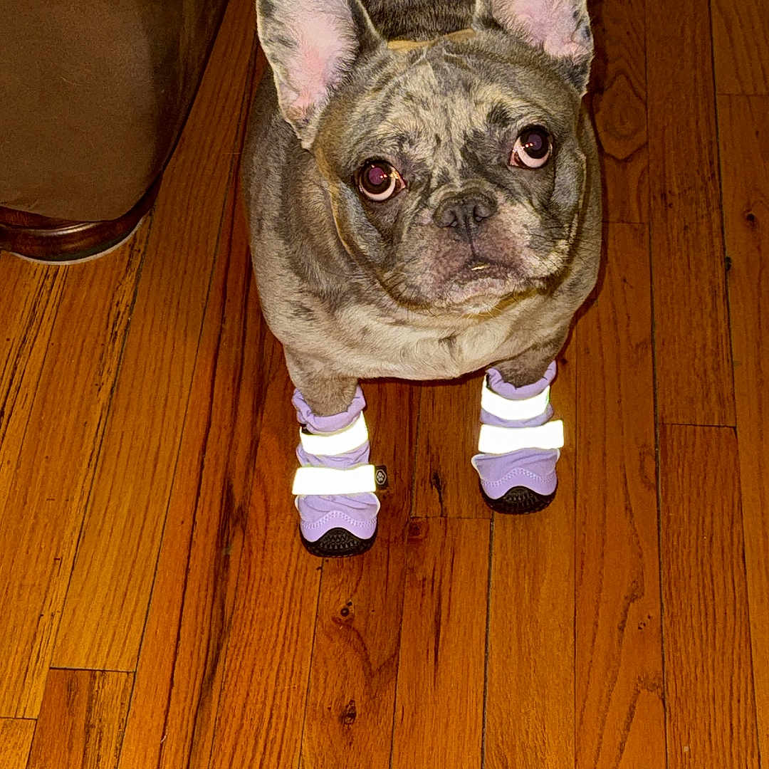 Effi is registered to the contest to win money with this photo: animal, boots, brown, companion, curious, cute, dog, domestic, ears, floor, french_bulldog, house, indoor, looking_up, marbled_coat, pet, purple, reflective, standing, wooden_floor