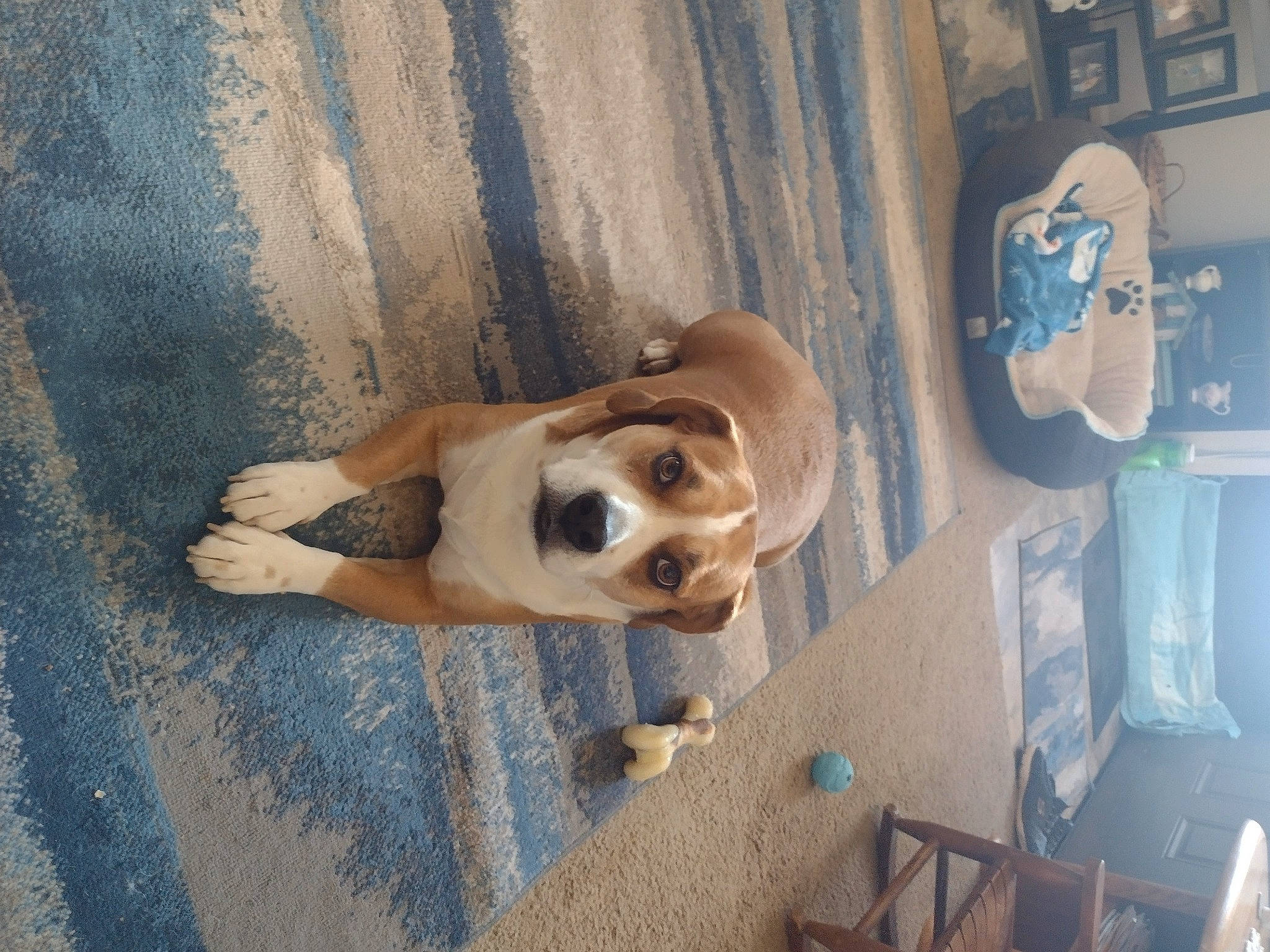 Kaiser is registered to the contest to win money with this photo: canidae, carnivore, companion_dog, dog, dog_breed, door, fawn, non_sporting_group, shadow, smile, snout, sporting_group, vehicle_door, wood, working_animal