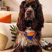 Melody joined the competition — help win amazing prizes! dog, brown, white, curly_fur, bandana, bow, pet, couch, indoor, decorative_pillow, cozy, portrait, cute, animal, sitting, fur, looking_at_camera, home, domestic_animal, companion