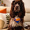 dog, brown, white, curly_fur, bandana, bow, pet, couch, indoor, decorative_pillow, cozy, portrait, cute, animal, sitting, fur, looking_at_camera, home, domestic_animal, companion
