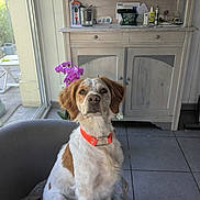 Sya a rejoint le concours — aidez-le/la à gagner de superbes lots ! dog, orange_collar, chair, indoor, tile_floor, wooden_cabinet, orchids, flower, window, natural_light, pet, sitting, attentive, white_and_brown_fur, home_interior, plant, cushion, furniture, relaxed, domestic_animal