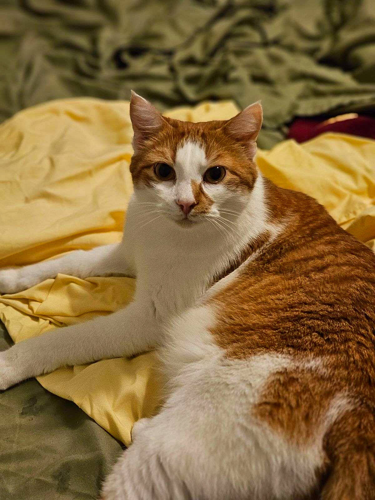 Ozzy is registered to the contest to win money with this photo: carnivore, cat, claw, comfort, domestic_short_haired_cat, fawn, felidae, foot, fur, human_leg, linens, paw, sitting, small_to_medium_sized_cats, snout, tail, terrestrial_animal, whiskers, wildlife, wood