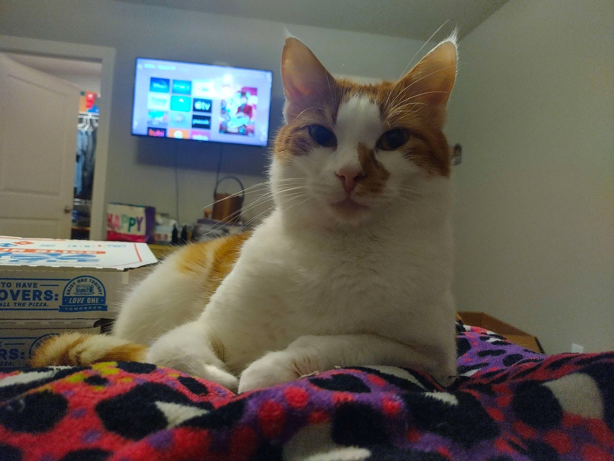 Ozzy is registered to the contest to win money with this photo: carnivore, cat, comfort, computer_monitor, display_device, domestic_short_haired_cat, fawn, felidae, fur, input_device, lap, led_backlit_lcd_display, linens, paw, peripheral, small_to_medium_sized_cats, snout, tail, television, whiskers