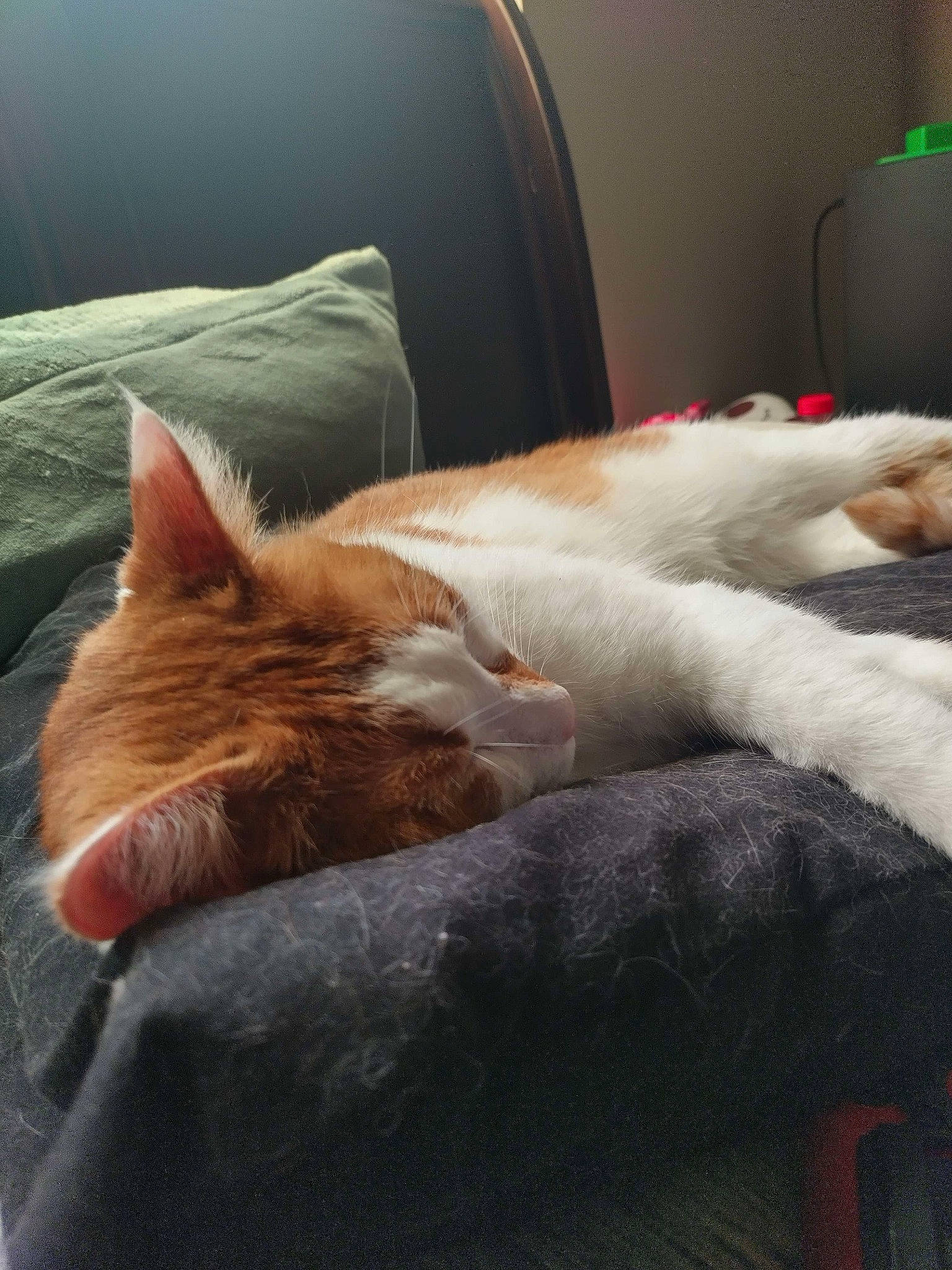 Ozzy joined the competition — help win amazing prizes! bed, bedding, carnivore, cat, comfort, companion_dog, couch, fawn, felidae, fur, human_leg, linens, mammal, small_to_medium_sized_cats, snout, tail, textile, tints_and_shades, vertebrate, whiskers