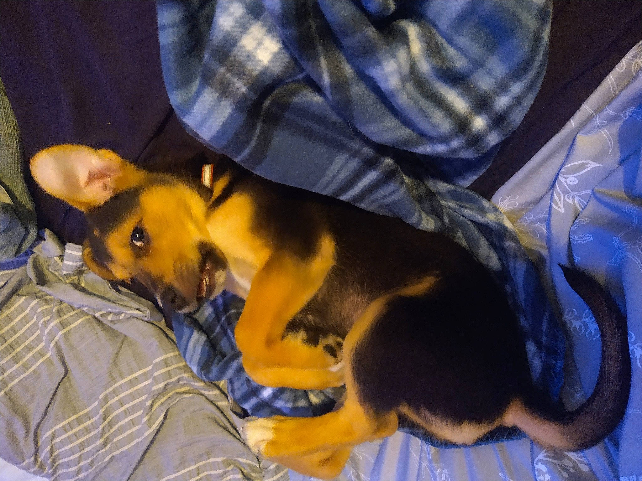 Alastor joined the competition — help win amazing prizes! canidae, carnivore, comfort, companion_dog, dog, dog_breed, ear, fawn, fur, guard_dog, nap, sleep, sporting_group, tail, tree