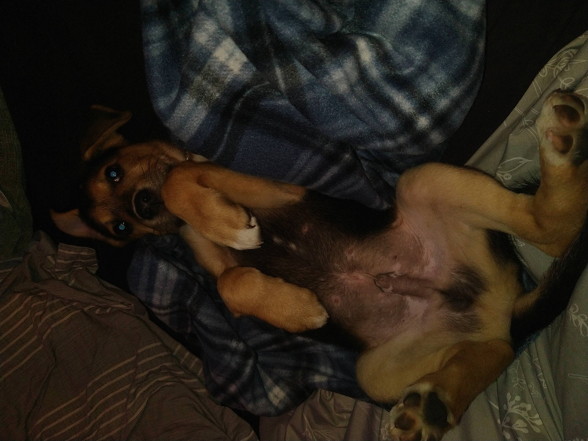 Alastor is registered to the contest to win money with this photo: abdomen, carnivore, chest, comfort, companion_dog, dog, dog_breed, ear, fawn, flash_photography, fun, gesture, jaw, lap, microphone, mouth, nail, thumb, trunk, wrist