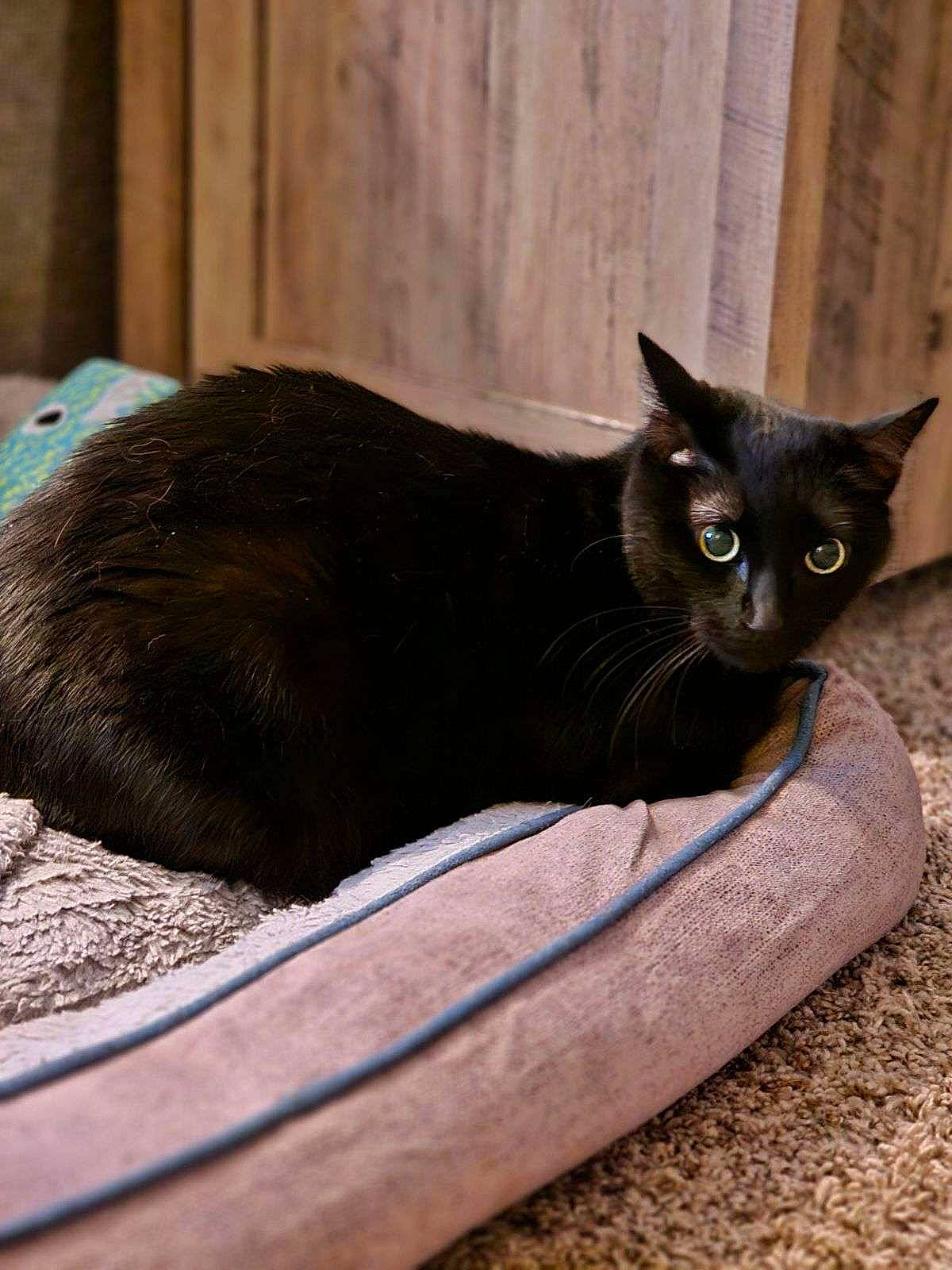 Bynx is registered to the contest to win money with this photo: black_cat, bombay, carnivore, cat, cat_supply, comfort, domestic_short_haired_cat, felidae, fur, grey, pet_supply, sitting, small_to_medium_sized_cats, snout, tail, terrestrial_animal, whiskers, window, wood