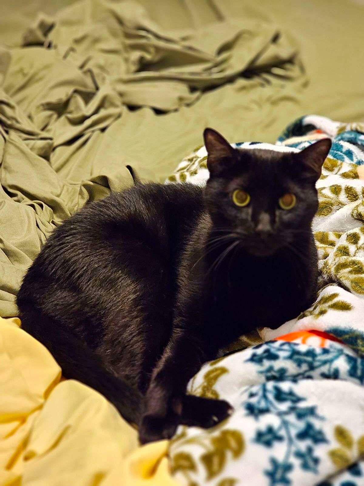 Bynx is registered to the contest to win money with this photo: black_cat, bombay, carnivore, cat, cat_supply, comfort, domestic_short_haired_cat, felidae, fur, grey, linens, pattern, paw, small_to_medium_sized_cats, snout, tail, whiskers