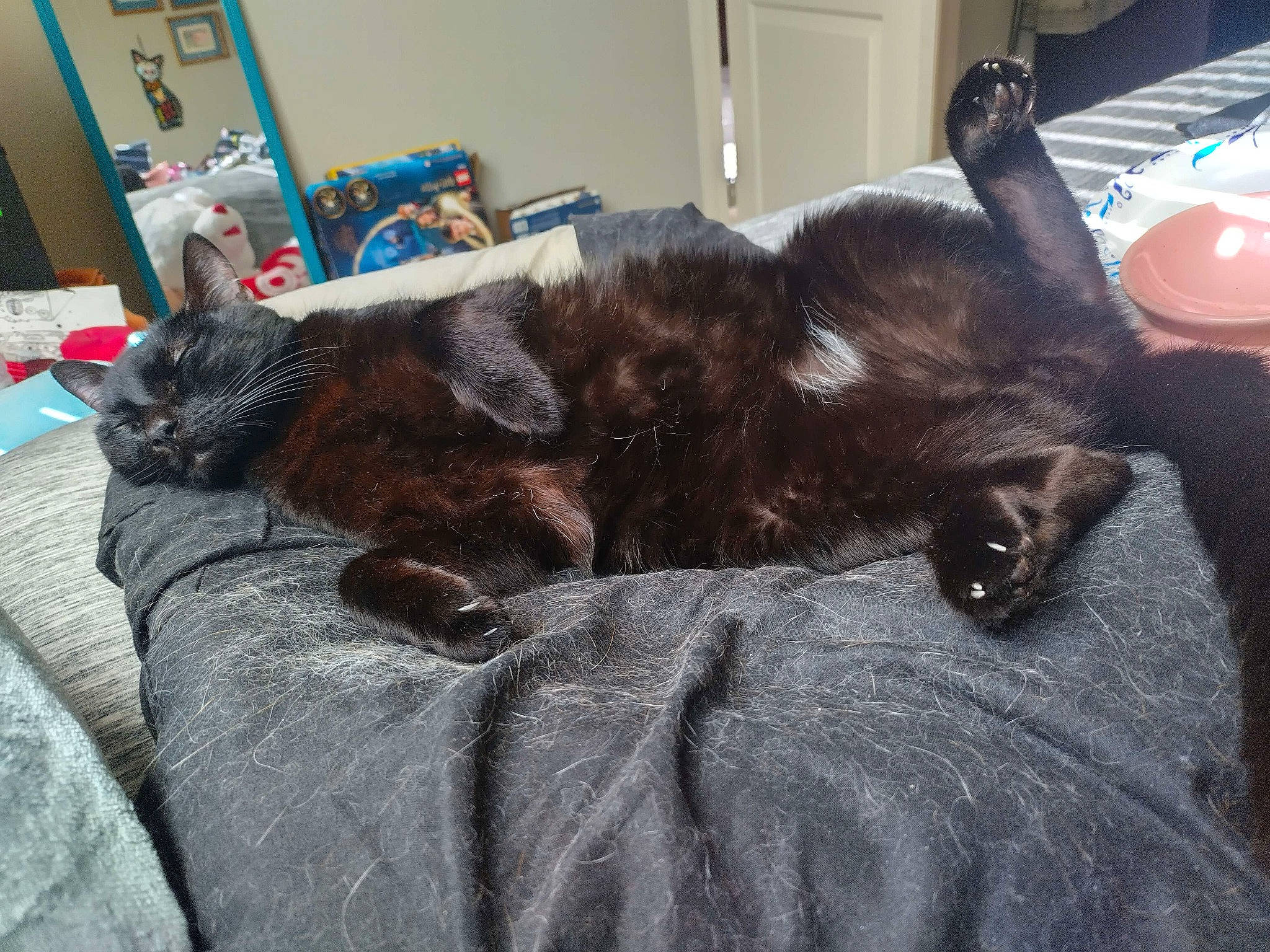 Bynx joined the competition — help win amazing prizes! bed, black_cat, bombay, carnivore, cat, claw, comfort, dog_breed, domestic_short_haired_cat, felidae, fur, grey, linens, liver, nap, small_to_medium_sized_cats, tail, terrestrial_animal, whiskers