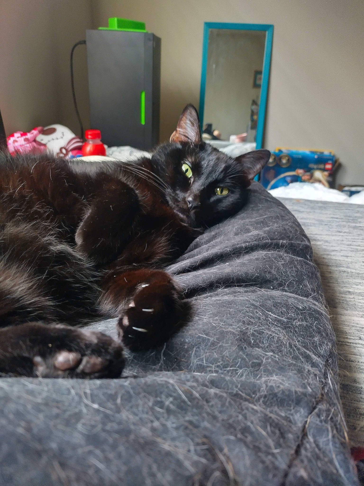 Bynx joined the competition — help win amazing prizes! bed, black_cat, bombay, carnivore, cat, claw, comfort, domestic_short_haired_cat, felidae, flooring, fur, grey, linens, room, small_to_medium_sized_cats, tail, vertebrate, whiskers